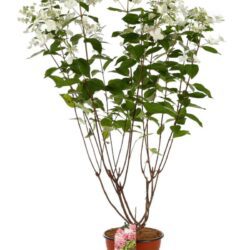 hydrangea paniculata ruby ortensia