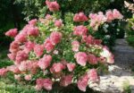 hydrangea paniculata ruby ortensia 3