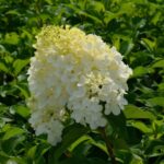 hydrangea paniculata silver dollar ortensia