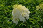 hydrangea paniculata silver dollar ortensia