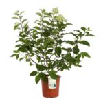 hydrangea paniculata silver dollar ortensia 2