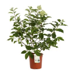 hydrangea paniculata silver dollar ortensia 2