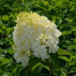 hydrangea paniculata silver dollar ortensia