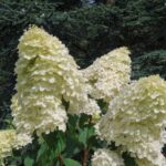 hydrangea paniculata skyfall ortensia