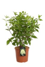 hydrangea paniculata skyfall ortensia 2