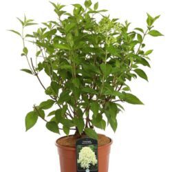 hydrangea paniculata skyfall ortensia 2