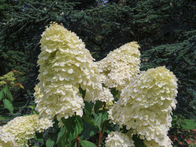 hydrangea paniculata skyfall ortensia hydrangea paniculata skyfall ortensia