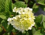 hydrangea paniculata sundae fraise ortensia