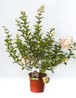 hydrangea paniculata sundae fraise ortensia 2