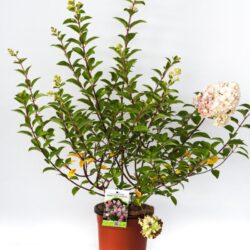 hydrangea paniculata sundae fraise ortensia 2