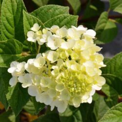 hydrangea paniculata sundae fraise ortensia