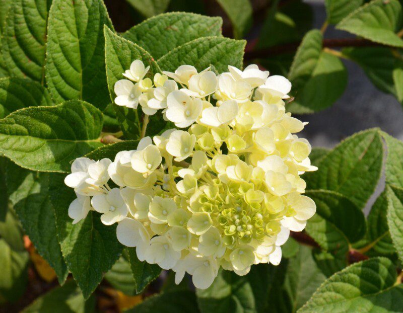 hydrangea paniculata sundae fraise ortensia hydrangea paniculata sundae fraise ortensia