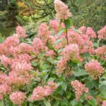 hydrangea paniculata tickled pink ortensia