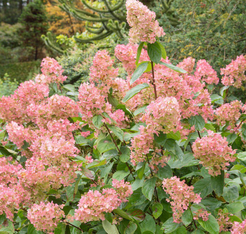 hydrangea paniculata tickled pink ortensia hydrangea paniculata tickled pink ortensia