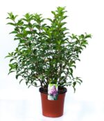 hydrangea paniculata vanille fraise ortensia 2