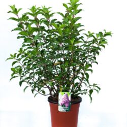 hydrangea paniculata vanille fraise ortensia 2