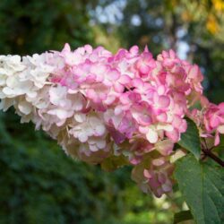 hydrangea paniculata vanille fraise ortensia