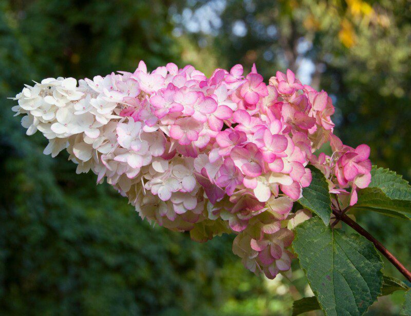 hydrangea paniculata vanille fraise ortensia hydrangea paniculata vanille fraise ortensia