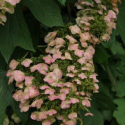 hydrangea quercifolia alice ortensia