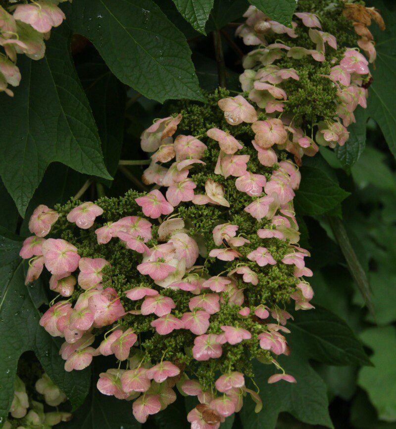 hydrangea quercifolia alice ortensia hydrangea quercifolia alice ortensia