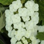 hydrangea quercifolia snow queen ortensia