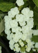 hydrangea quercifolia snow queen ortensia