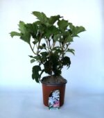hydrangea quercifolia snow queen ortensia 2