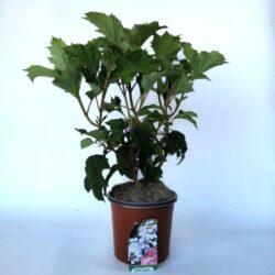 hydrangea quercifolia snow queen ortensia 2