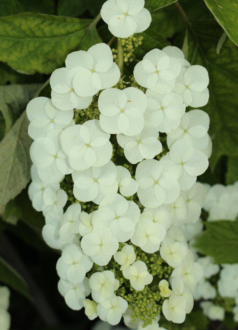 hydrangea quercifolia snow queen ortensia hydrangea quercifolia snow queen ortensia