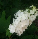 hydrangea quercifolia snowflake ortensia