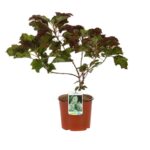 hydrangea quercifolia snowflake ortensia 2
