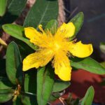 hypericum calycinum iperico 1