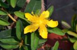 hypericum calycinum iperico 1