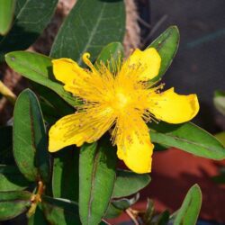 hypericum calycinum iperico 1