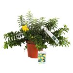 hypericum calycinum iperico