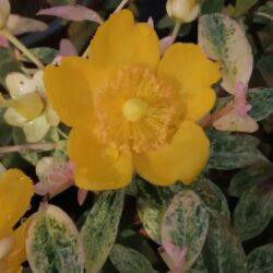 hypericum hidcoteense radiance iperico 1