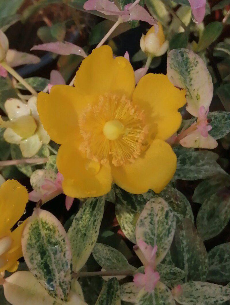 hypericum hidcoteense radiance iperico 1 hypericum hidcoteense radiance iperico 1