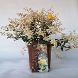 hypericum hidcoteense radiance iperico