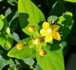 hypericum inodorum magical beauty iperico 1