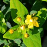 hypericum inodorum magical beauty iperico 1