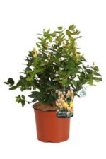 hypericum inodorum magical beauty iperico