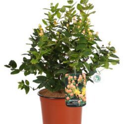 hypericum inodorum magical beauty iperico