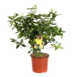 hypericum inodorum magical pumpkin iperico