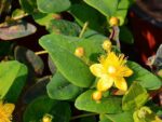hypericum inodorum magical pumpkin iperico 2
