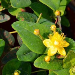 hypericum inodorum magical pumpkin iperico 2