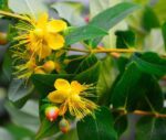 hypericum inodorum magical red fame iperico 1
