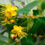 hypericum inodorum magical red fame iperico 1