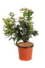 hypericum inodorum magical red fame iperico