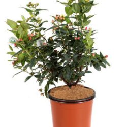 hypericum inodorum magical red fame iperico