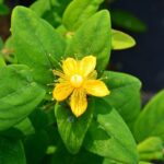 hypericum inodorum magical sunshine iperico 1